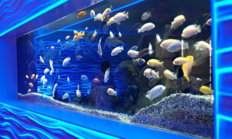 STL Aquarium for raffle